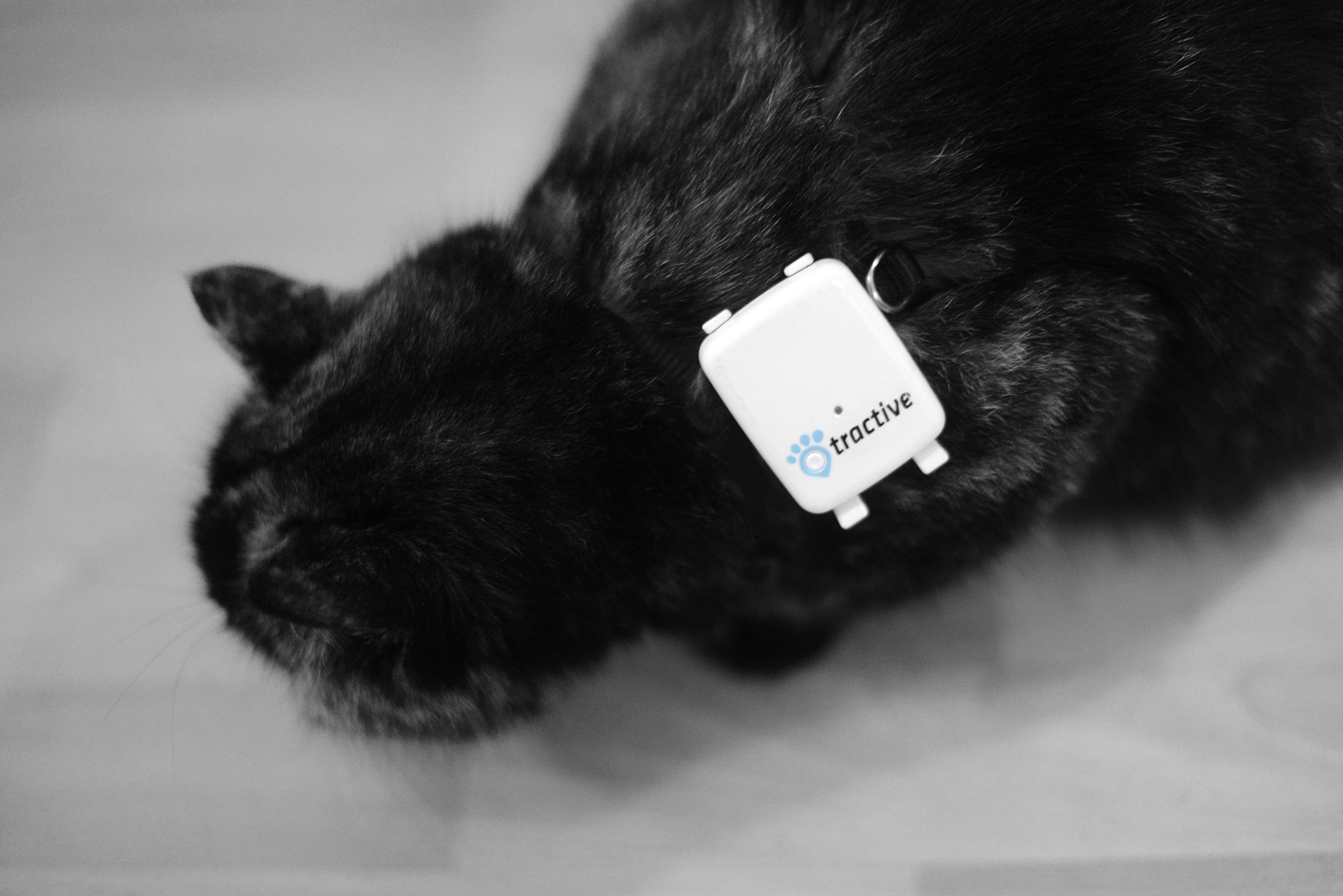 tractive cat collar review