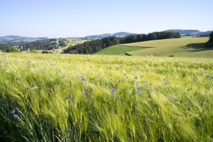 Wunderschönes Feld (pp)