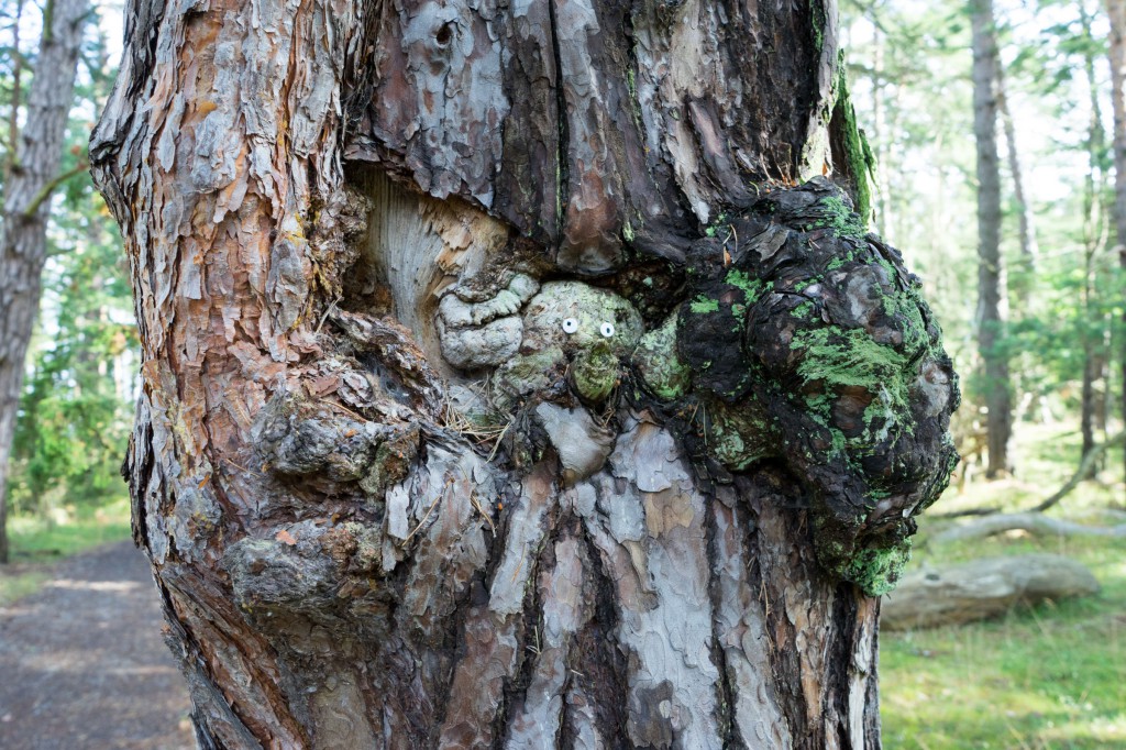 Ein lustiger Baum im Trollwald (vh)