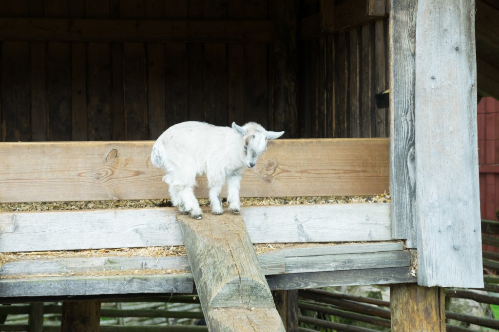 Kleines Lamm im Elchpark (pp)