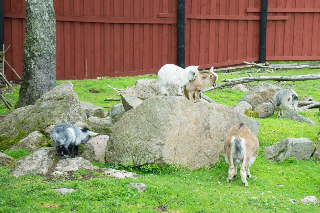 Kleine Lämmer im Elchpark (pp)