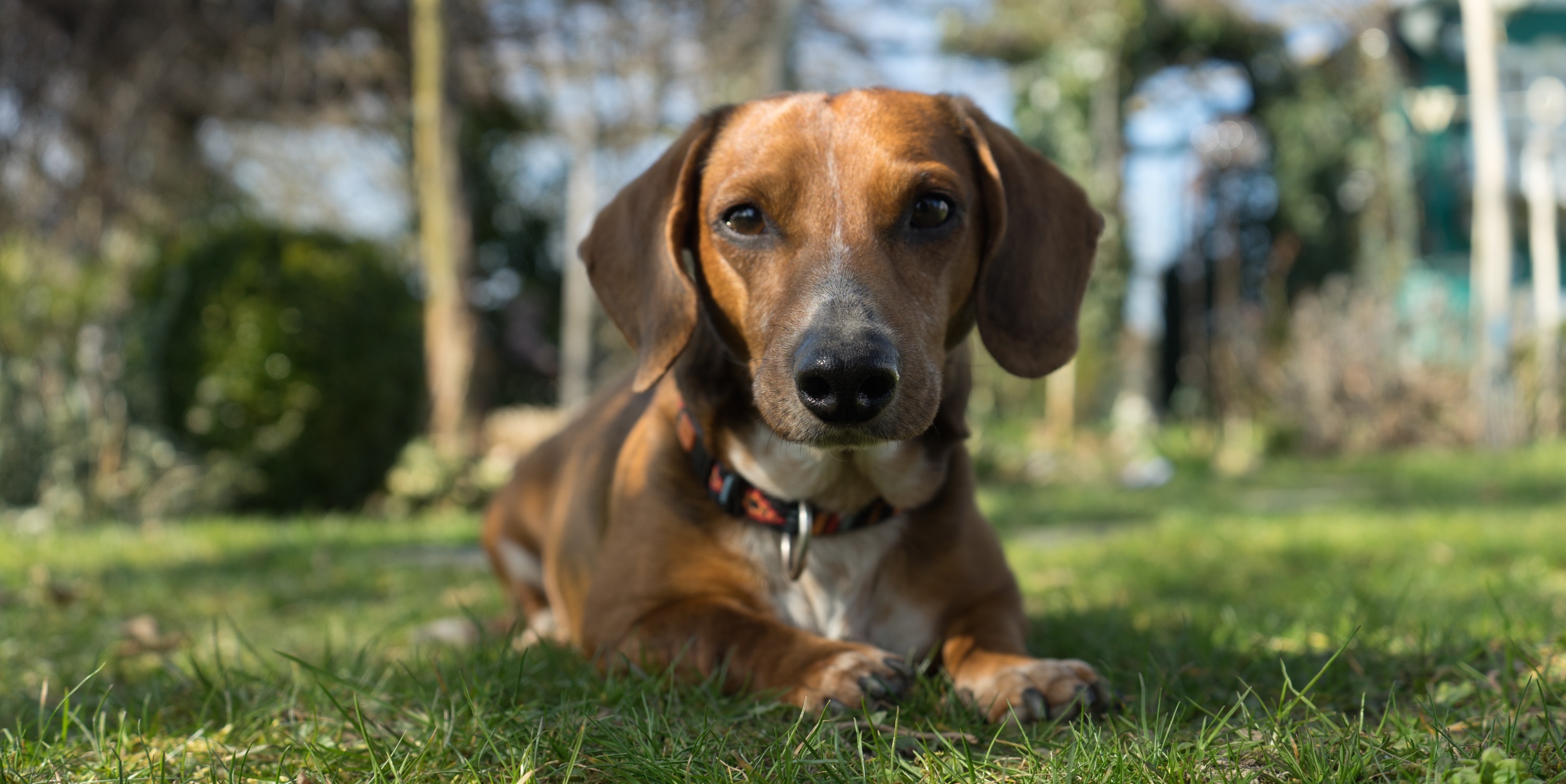 3 erfrischende Eis Rezepte für Hund & Katz