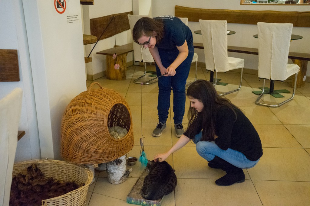 Mit den Katzen spielen (pp)