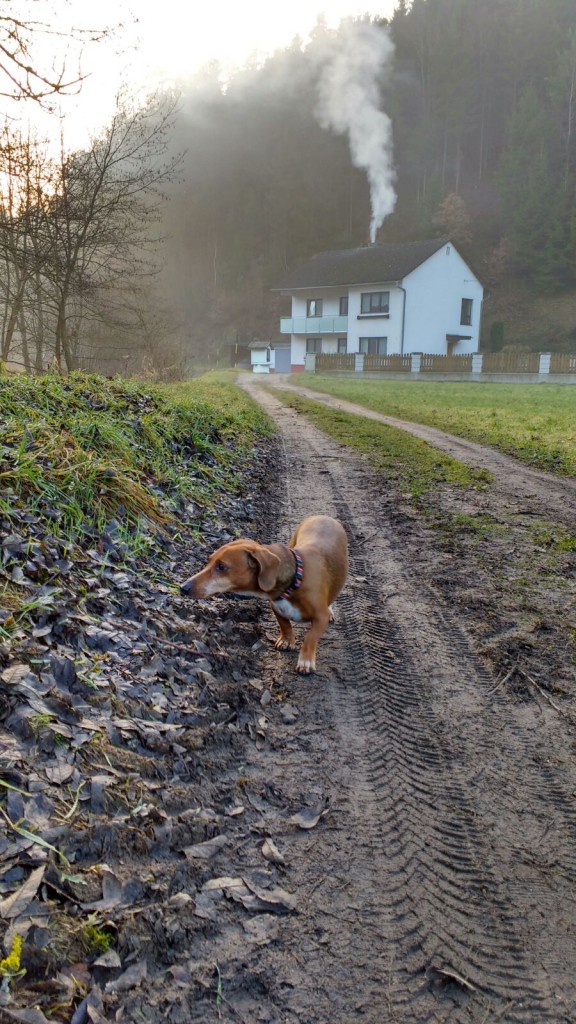 Picture 11: Muddy road with dog.