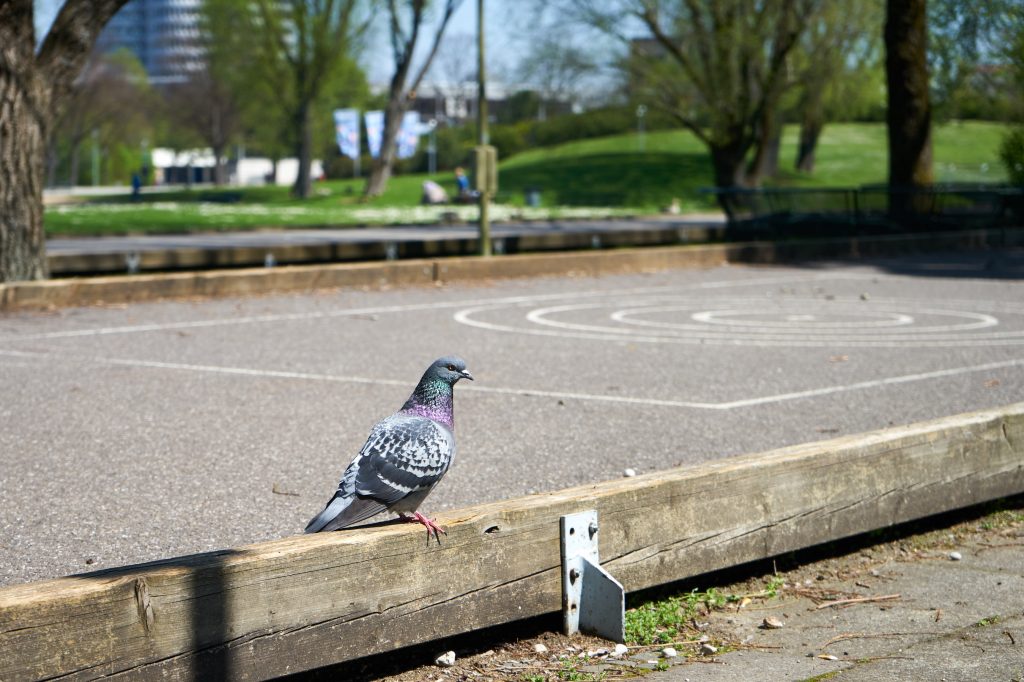 Im Olympiapark waren viele Tauben, Enten und andere Vögel unterwegs.