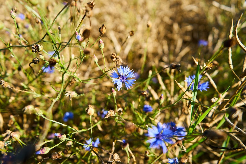 10-Mühlenwanderweg