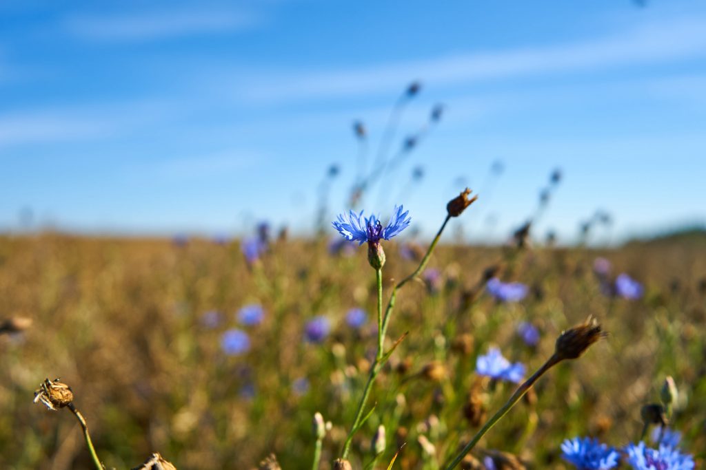 Kornblumen