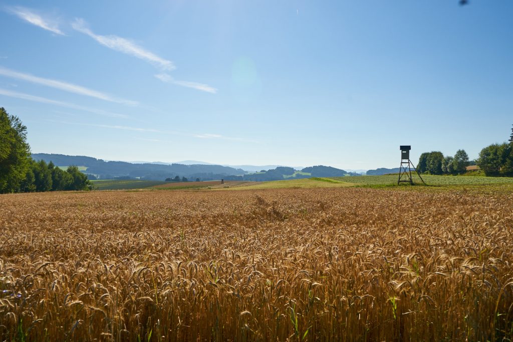 Ein schönes Kornfeld