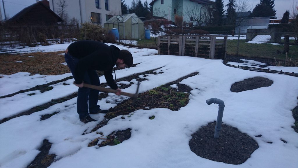 Patrick beim Ausgraben der Pastinake.