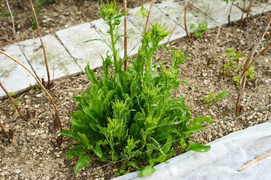 Kren- bzw. Meerrettich-Staude im Garten.