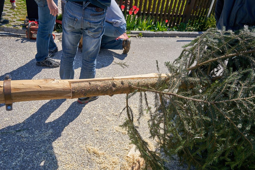 A pine tree is fixed on top of the may pole.