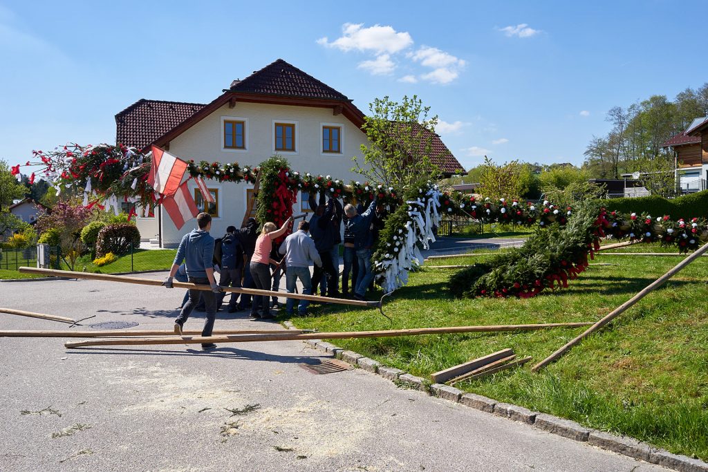 The may pole is erected using forks and poles.