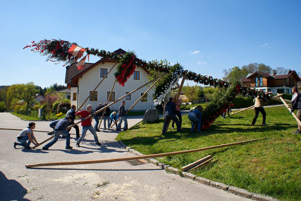 The may pole is erected using forks and poles.