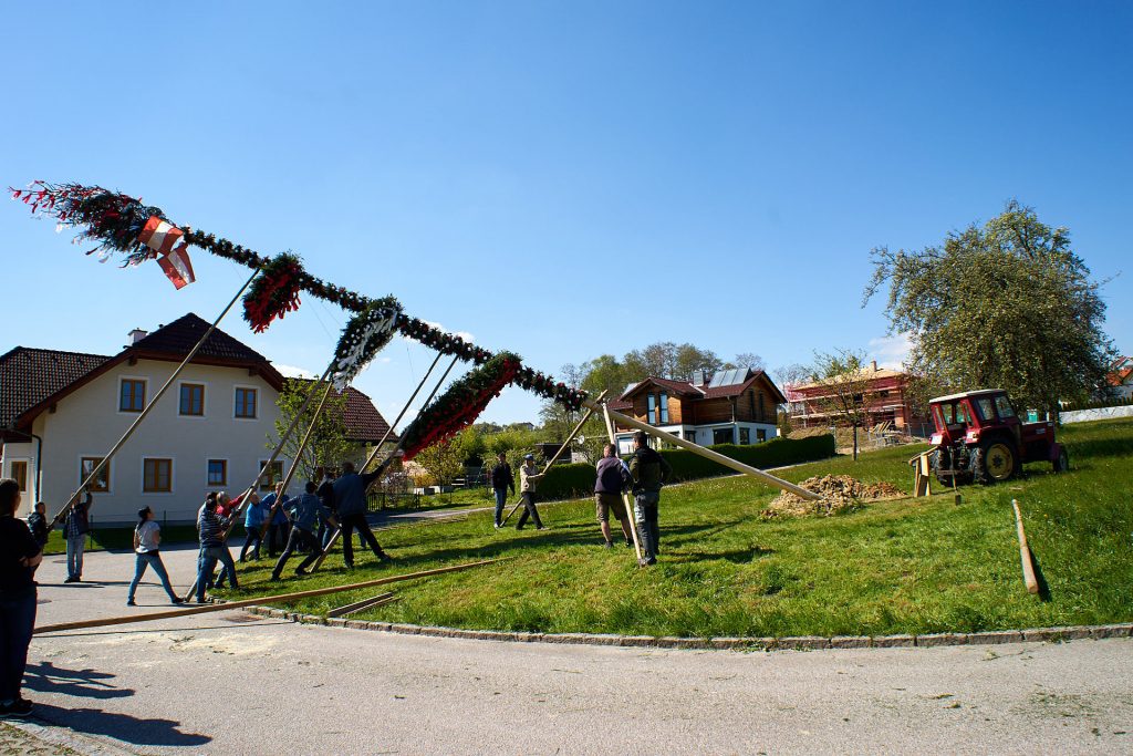 The may pole is erected using forks and poles.