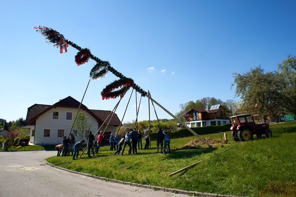 The may pole is erected using forks and poles.