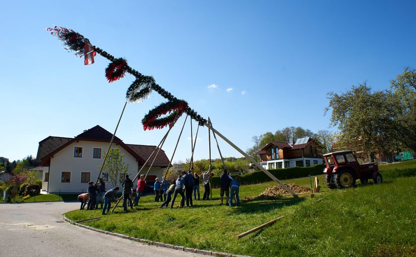 The may pole is erected using forks and poles.