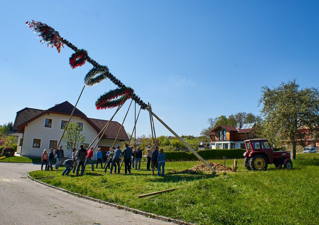 The may pole is erected using forks and poles.