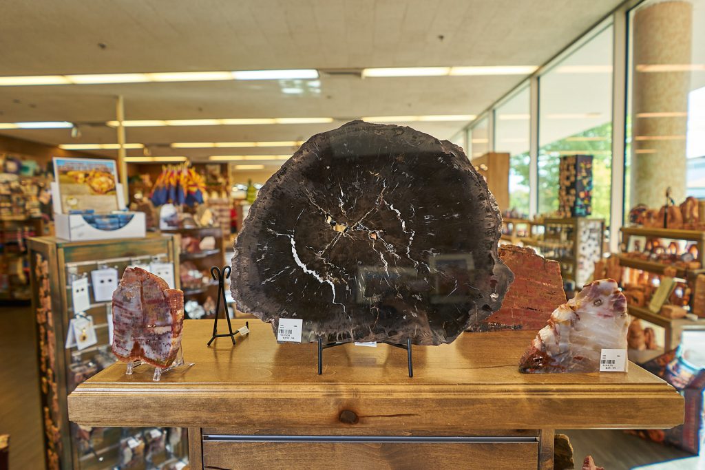 Ein versteinerter Baum aus dem Petrified Forest.