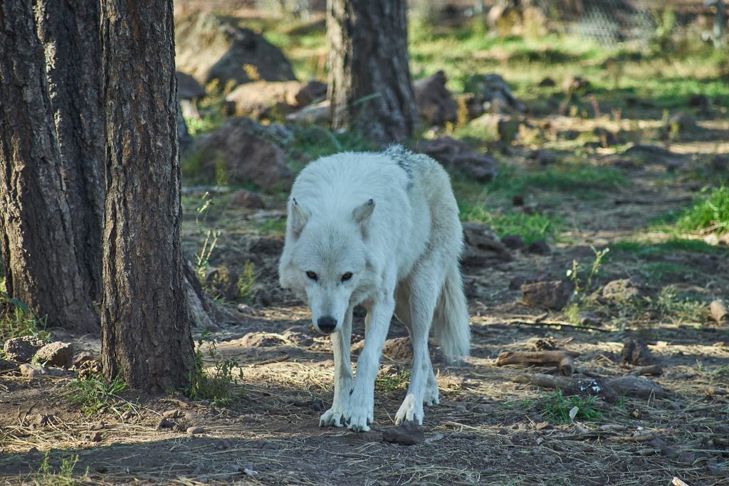 Ein weißer Wolf