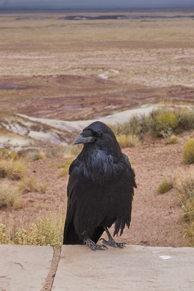 Ein Rabe im Petrified Forest Nationalpark.