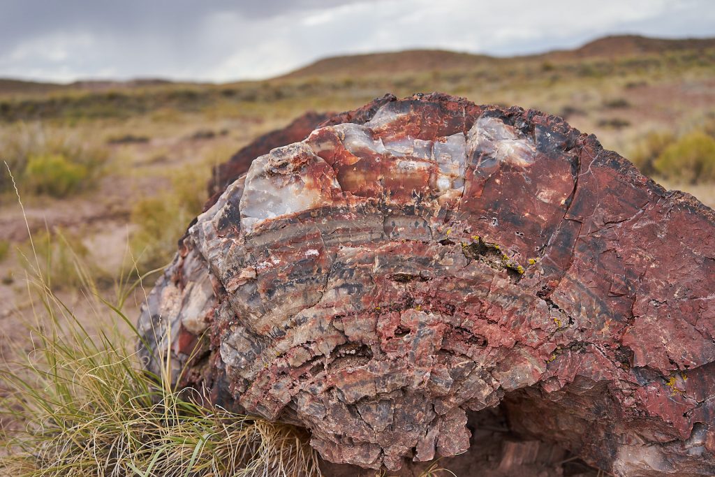 Einer der vielen versteinerten Baumstämme im Petrified Forest Nationalpark.