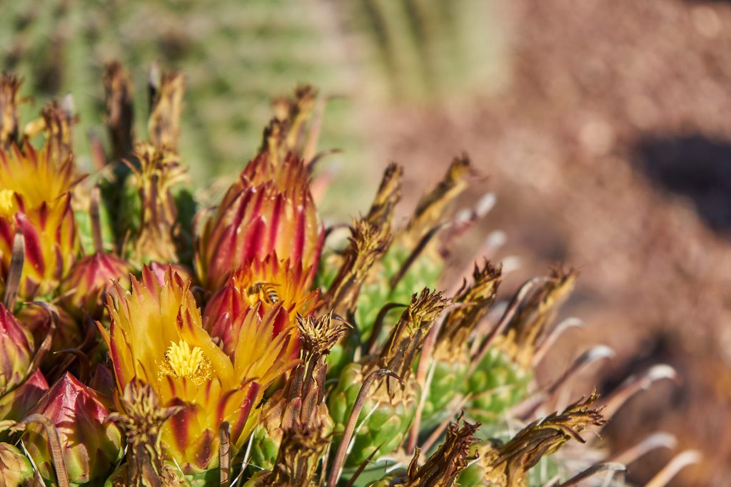 Ein Kaktus im Desert Botanical Garden Phoenix