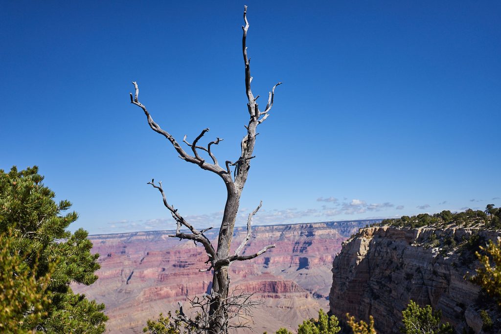 Ausblick in den Grand Canyon