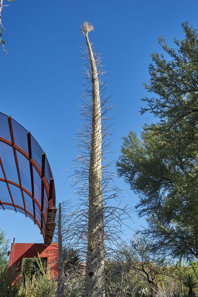 Ein Kaktus im Desert Botanical Garden Phoenix