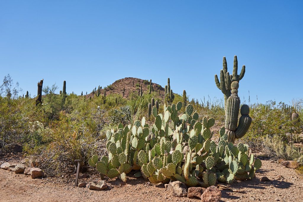 Ein Kaktus im Desert Botanical Garden Phoenix