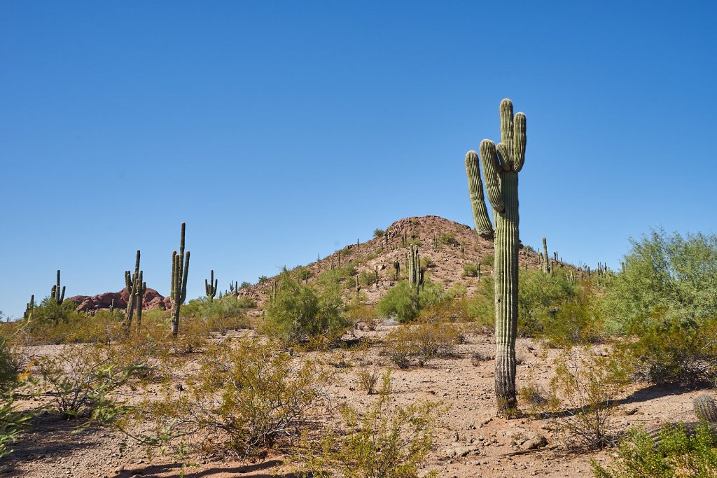 Ein Kaktus im Desert Botanical Garden Phoenix