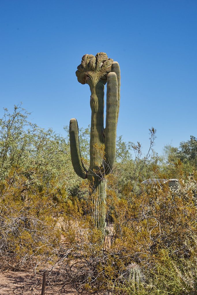 Ein Kaktus im Desert Botanical Garden Phoenix