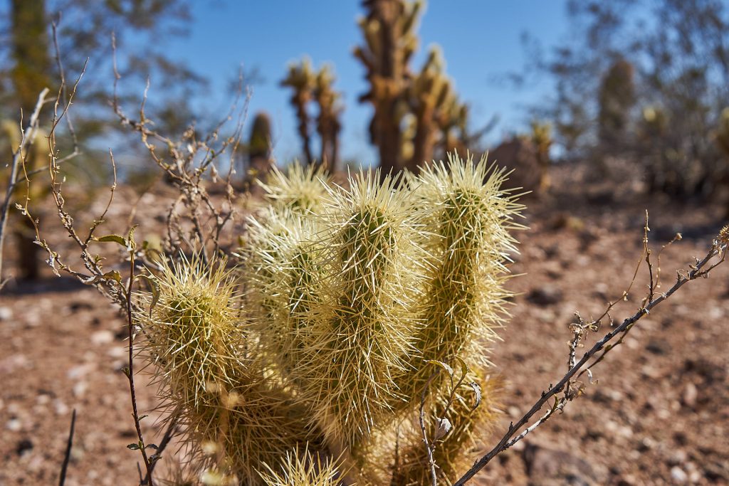 Ein Kaktus im Desert Botanical Garden Phoenix