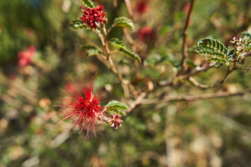 Eine rote Blume.