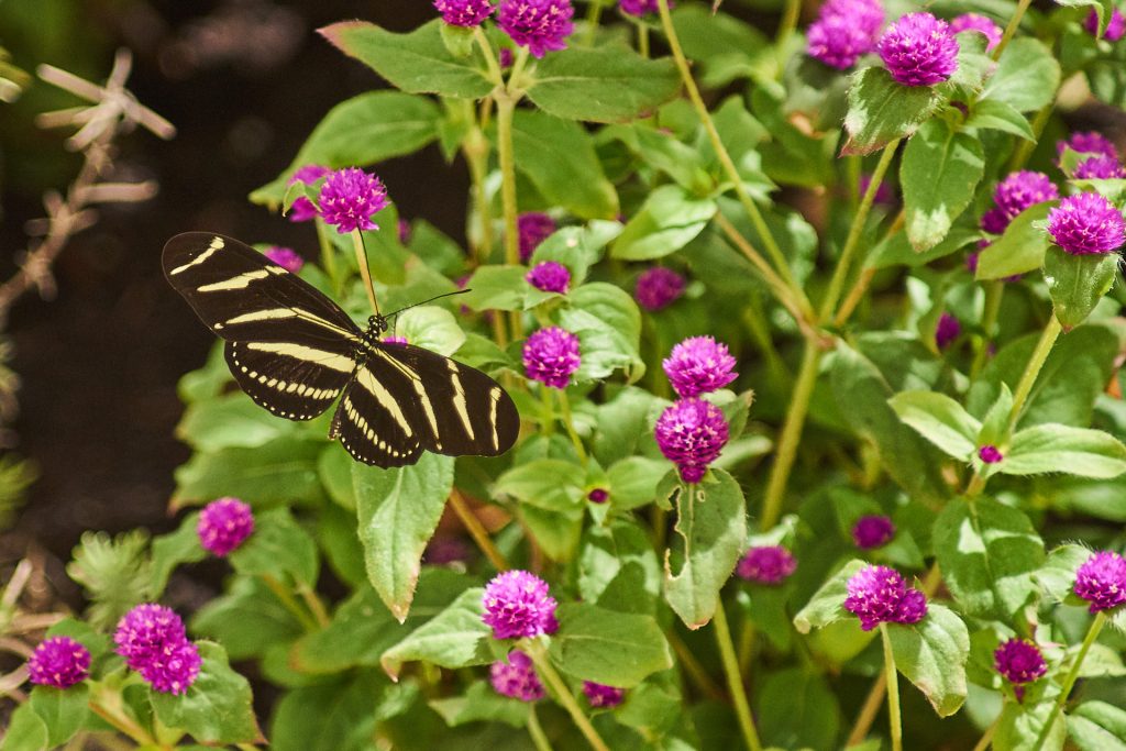 Ein Schmetterling im Schmetterlingshaus.