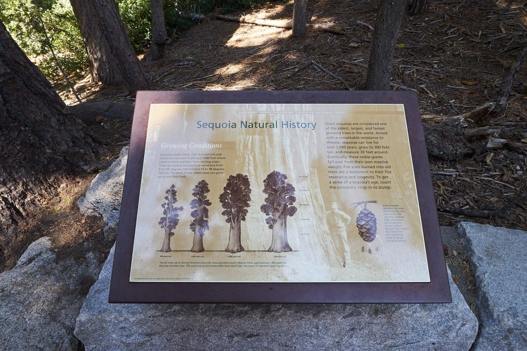 Schild mit Erklärungen zum Sequoia-Baum.