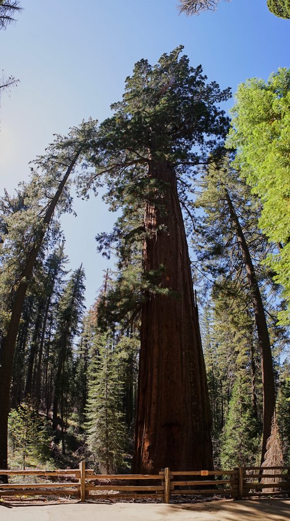 Ein Hochformat-Panorama eines Sequoia-Baumes. | Yosemite Reisebericht