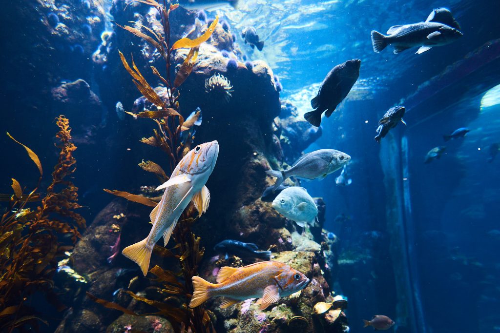 California Academy Of Sciences | San Francisco Reisebericht