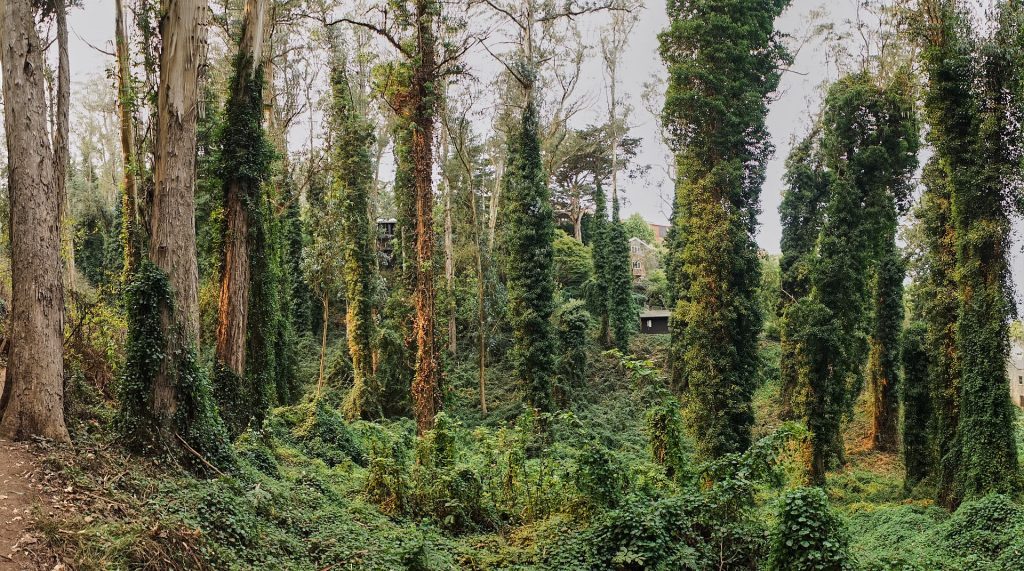 Ein ziemlich wild verwachsener Wald.