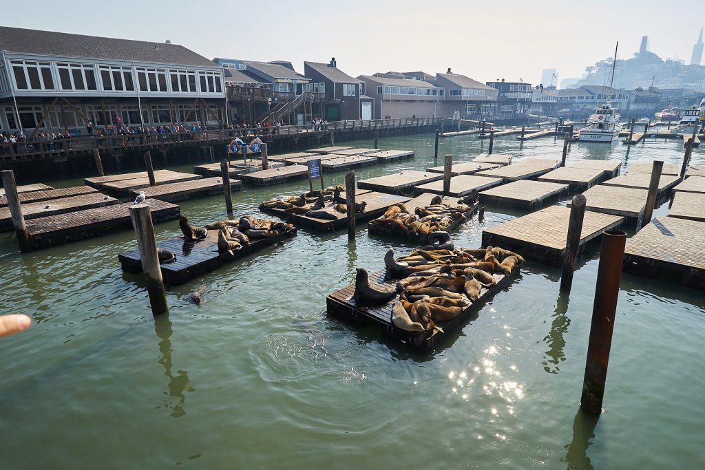 Seehunde in der San Francisco Bucht.