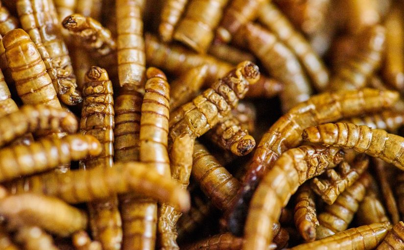 Übers Insekten essen (inklusive Mehlwurmburger-Rezept)